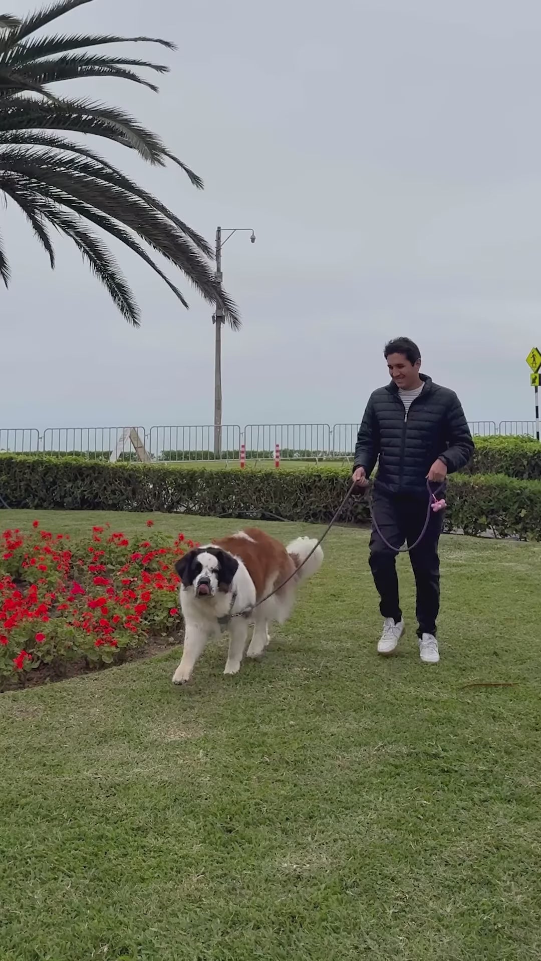 Royal Canin Maxi Adult: experiencia de transición y alimentación mixta: vídeo oficial con información en español.