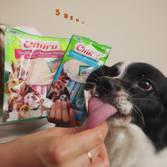 Churu Dog para perros: vídeo de la familia con demostración del premio cremoso y beneficios explicados en español.