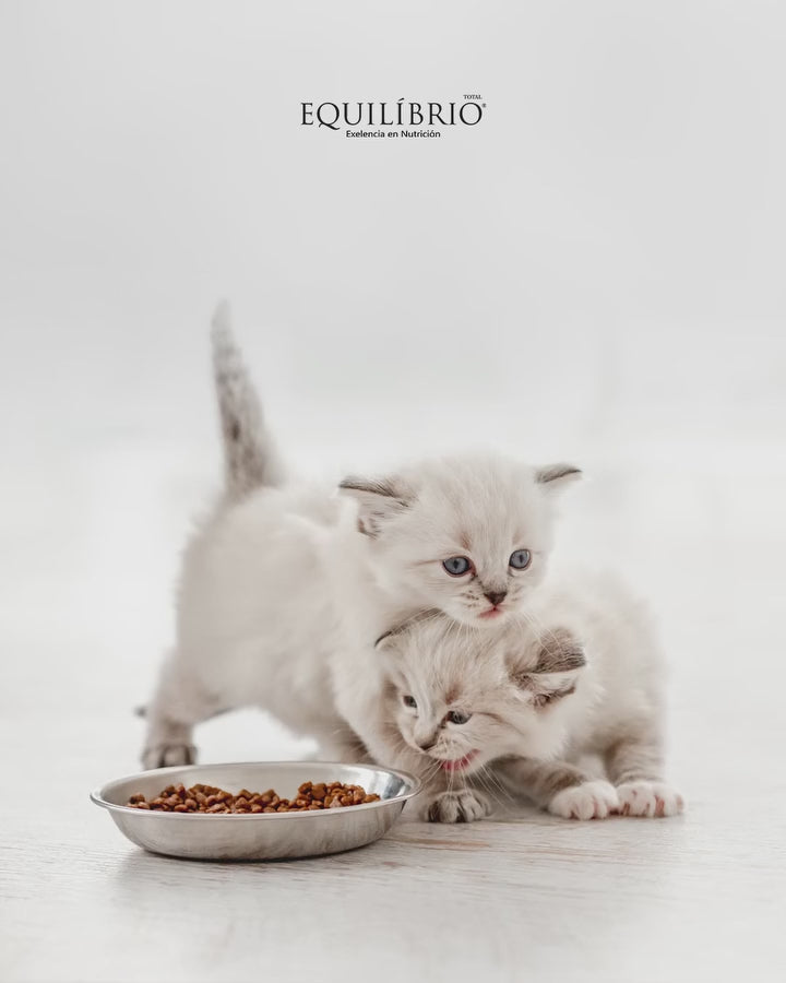 Equilibrio Gatitos: nutrición para su desarrollo: vídeo oficial con información en español.