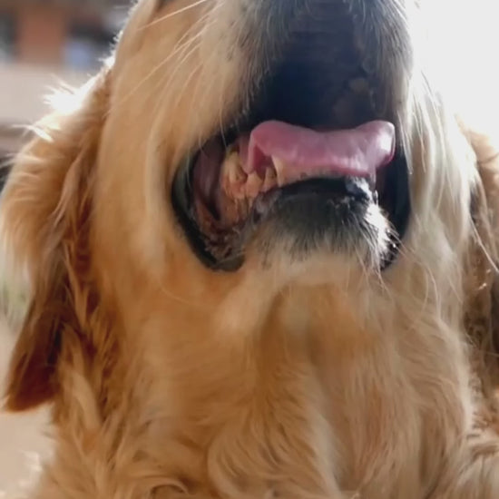 Presentación en español de la línea Oral Can para higiene bucal de perros, con demostración de Oral Can Gel de 60 mL.