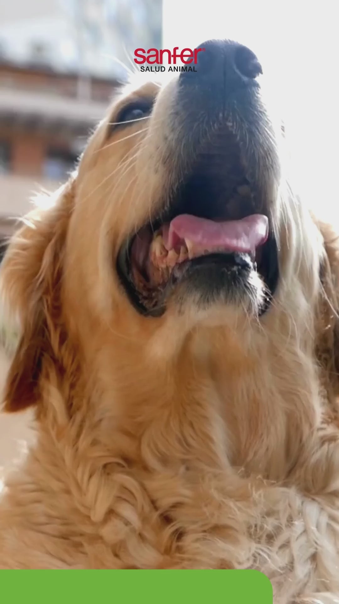 Presentación en español de la línea Oral Can para higiene bucal de perros, con demostración de Oral Can Gel de 60 mL.