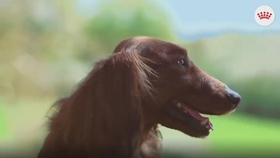 Royal Canin Mini y Medium Adult: nutrición según el tamaño del perro: vídeo oficial con información en español.