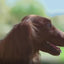 Royal Canin Mini y Medium Adult: nutrición según el tamaño del perro: vídeo oficial con información en español.
