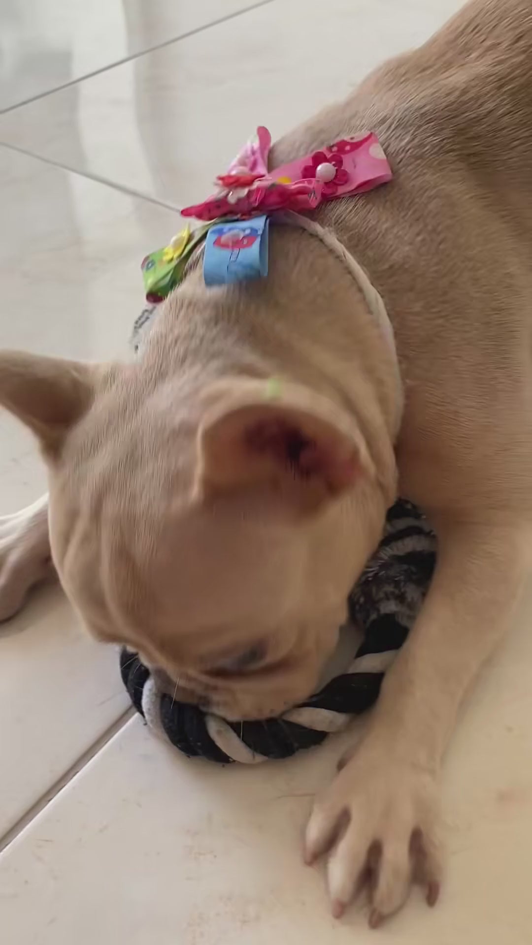 Bravecto para perros: presentación masticable