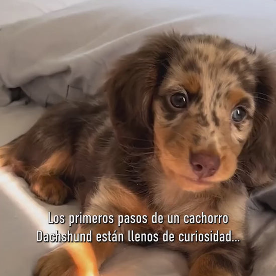Royal Canin Dachshund Puppy: nutrición para cachorros hasta 10 meses: vídeo oficial con información en español.