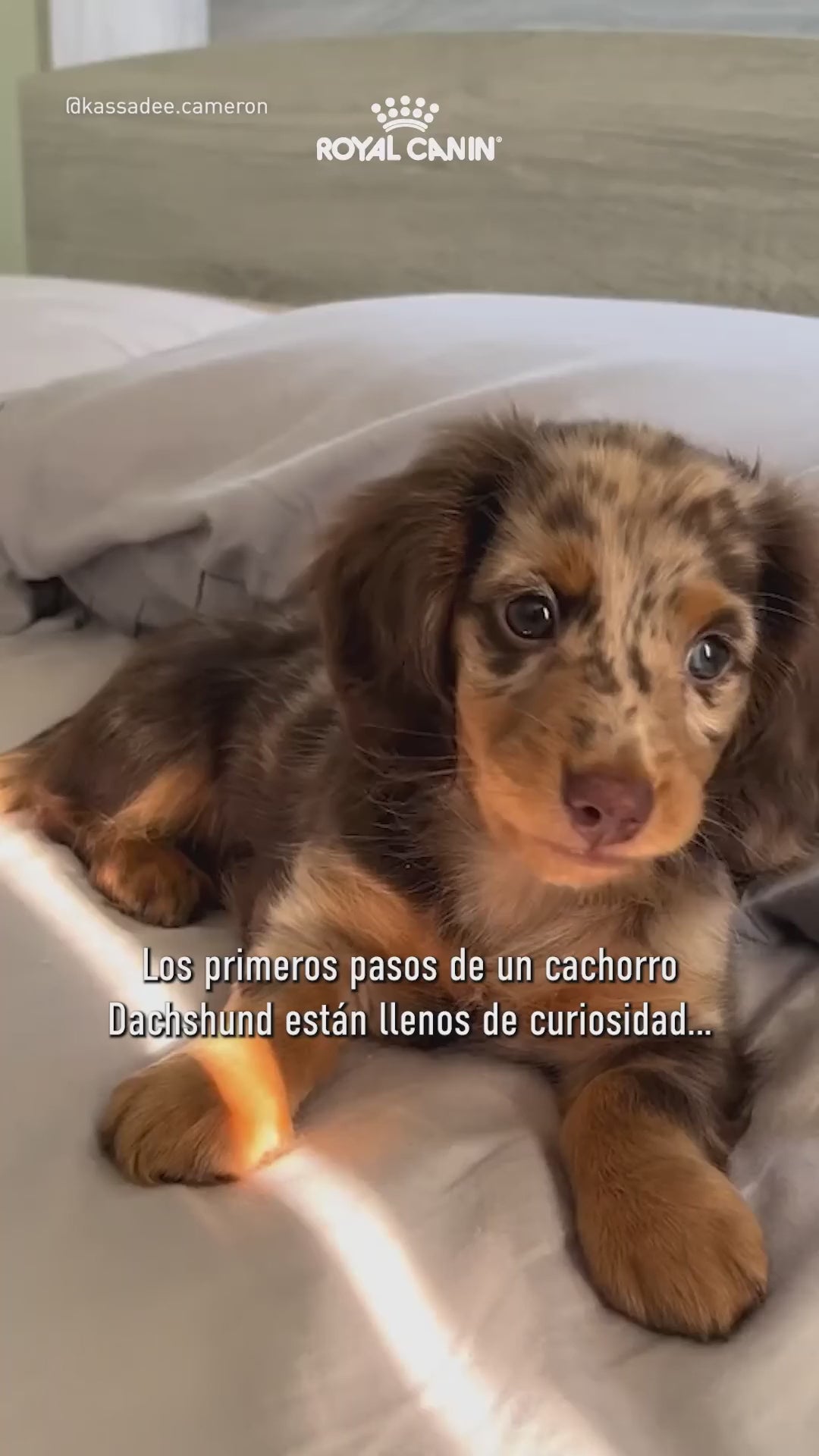 Royal Canin Dachshund Puppy: nutrición para cachorros hasta 10 meses: vídeo oficial con información en español.