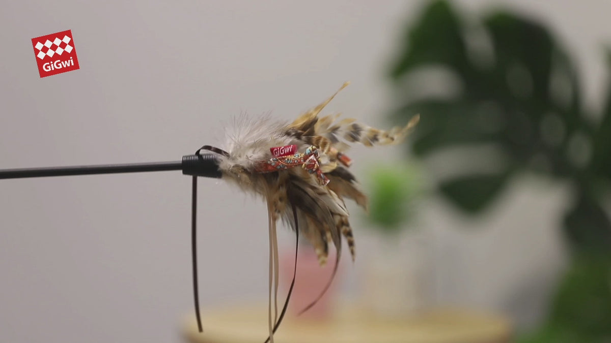 GiGwi Feather Teaser: varillas con plumas y cola de felpa, demostración de juego para gatos.
