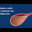 Hill's Prescription Diet c/d Multicare + Metabolic (gato, estofado) · video oficial de Hill's Pet Nutrition España