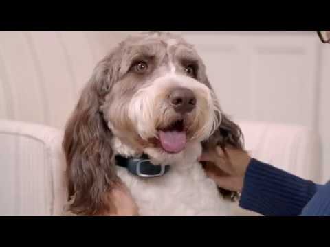Classic Bark Collar