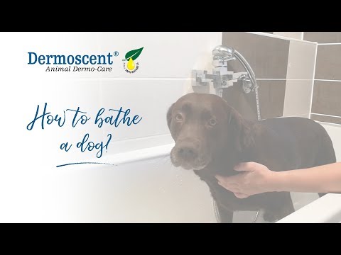 Dermoscent · cómo bañar al perro con champú