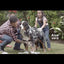 Ricocan | Shampoo 4 en 1 para perros adultos