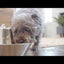 Seaside Stainless Pet Fountain