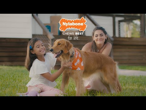 Nylabone | Flexi Chill & Chew, Chicken