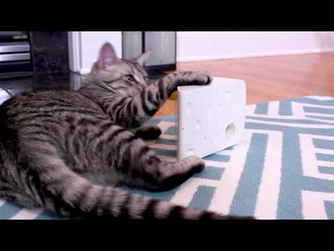 Cheese Automatic Cat Toy