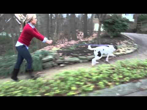 Easy Walk® Harness, No Pull Dog Harness