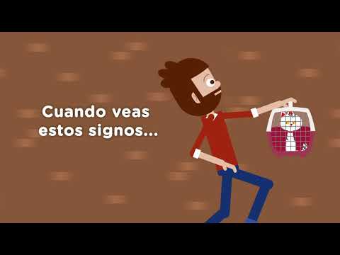 Hill's Prescription Diet i/d Kitten (paté) · video oficial de Hill's Pet Nutrition España