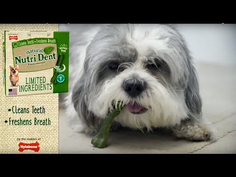 Nylabone | Nutri Dent Filet Mignon