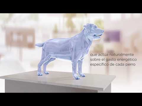 Hill's Prescription Diet Metabolic + Mobility (perro, estofado) · video oficial de Hill's Pet Nutrition España