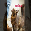 Brit Care Cat Grain-Free · video oficial de BRIT PetFood