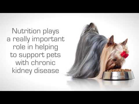 Royal Canin Renal lata para perros · video oficial de ROYAL CANIN UK & IE