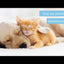 Biospotix Pipetas repelentes para gatos · video oficial de BIOGANCE OFFICIEL (gama Biospotix)