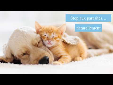 Biospotix Pipetas repelentes para gatos · video oficial de BIOGANCE OFFICIEL (gama Biospotix)