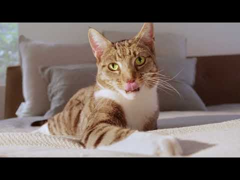 ORIJEN Six Fish para gatos · video oficial de ORIJEN Dog & Cat Food