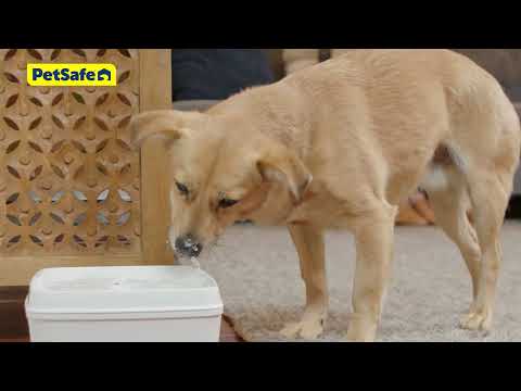 Viva™ Pet Fountain