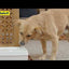 Viva™ Pet Fountain