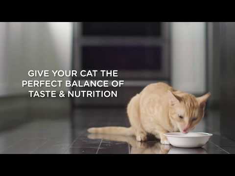 Hill's Science Diet Adult Urinary Hairball Control, alimento húmedo para gatos adultos · video oficial de Hill's Pet Nutrition Australia and New Zealand
