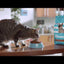 Ricocat | Adultos esterilizados