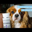 Biogance White Snow shampoo para pelajes blancos y claros · video oficial de BIOGANCE OFFICIEL