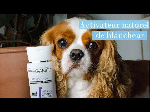 Biogance White Snow shampoo para pelajes blancos y claros · video oficial de BIOGANCE OFFICIEL