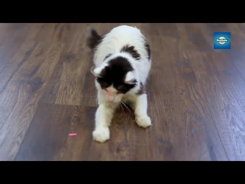 Zoom Rotating Laser Cat Toy