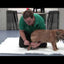 Kruuse Rehab protector de tarso · video oficial de KRUUSE