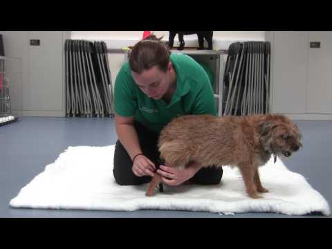 Kruuse Rehab protector de tarso · video oficial de KRUUSE