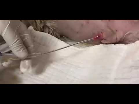 Kruuse BUSTER Catéter Foley de silicona · video oficial de KRUUSE (colocación en perro macho)