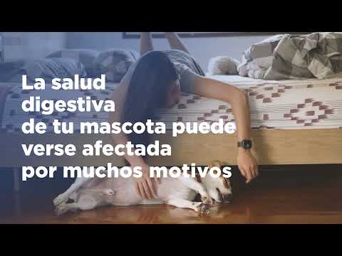 Hill's Prescription Diet i/d Low Fat estofado (perro) · video oficial de Hill's Pet Nutrition España