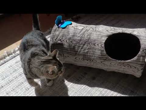 KONG — Ply spaces Burrow · video oficial KONG