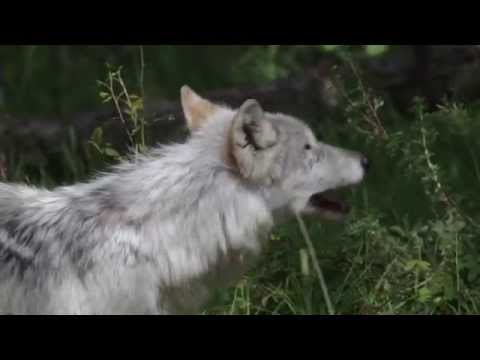 Nylabone | Healthy Edibles Wild Longer Lasting Bison