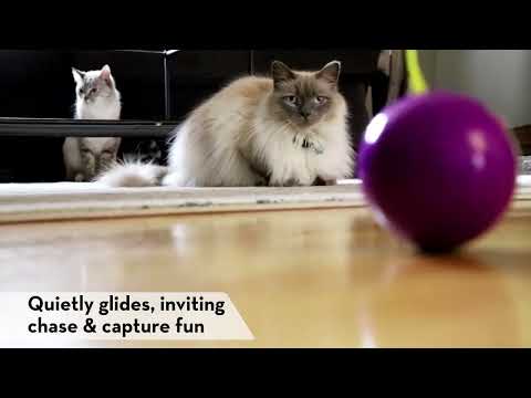 KONG — Colas de recambio para Purrsuit Whirlwind, pack de 2 · video oficial KONG