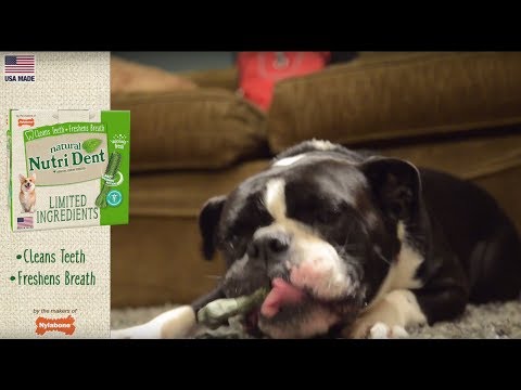 Nylabone | Nutri Dent Filet Mignon Trios
