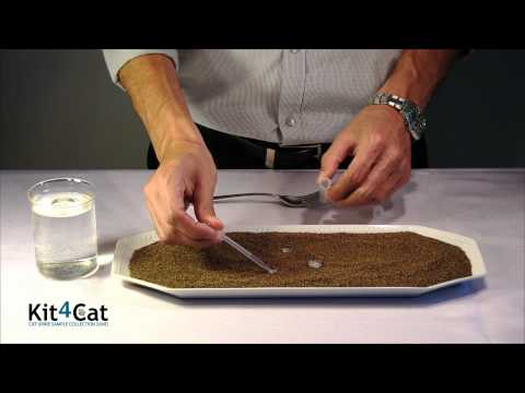 Kruuse Kit4Cat arena para recolección de orina · video oficial de KRUUSE