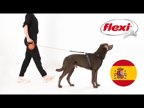 Cómo utilizar una correa flexi (video en español)