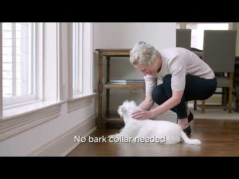 Indoor Bark Control