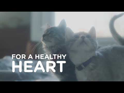 Hill's Science Diet Kitten Ocean Fish & Brown Rice Recipe, alimento seco para gatitos · video oficial de Hill's Pet Nutrition Australia and New Zealand