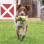 Animal Squeak Toys