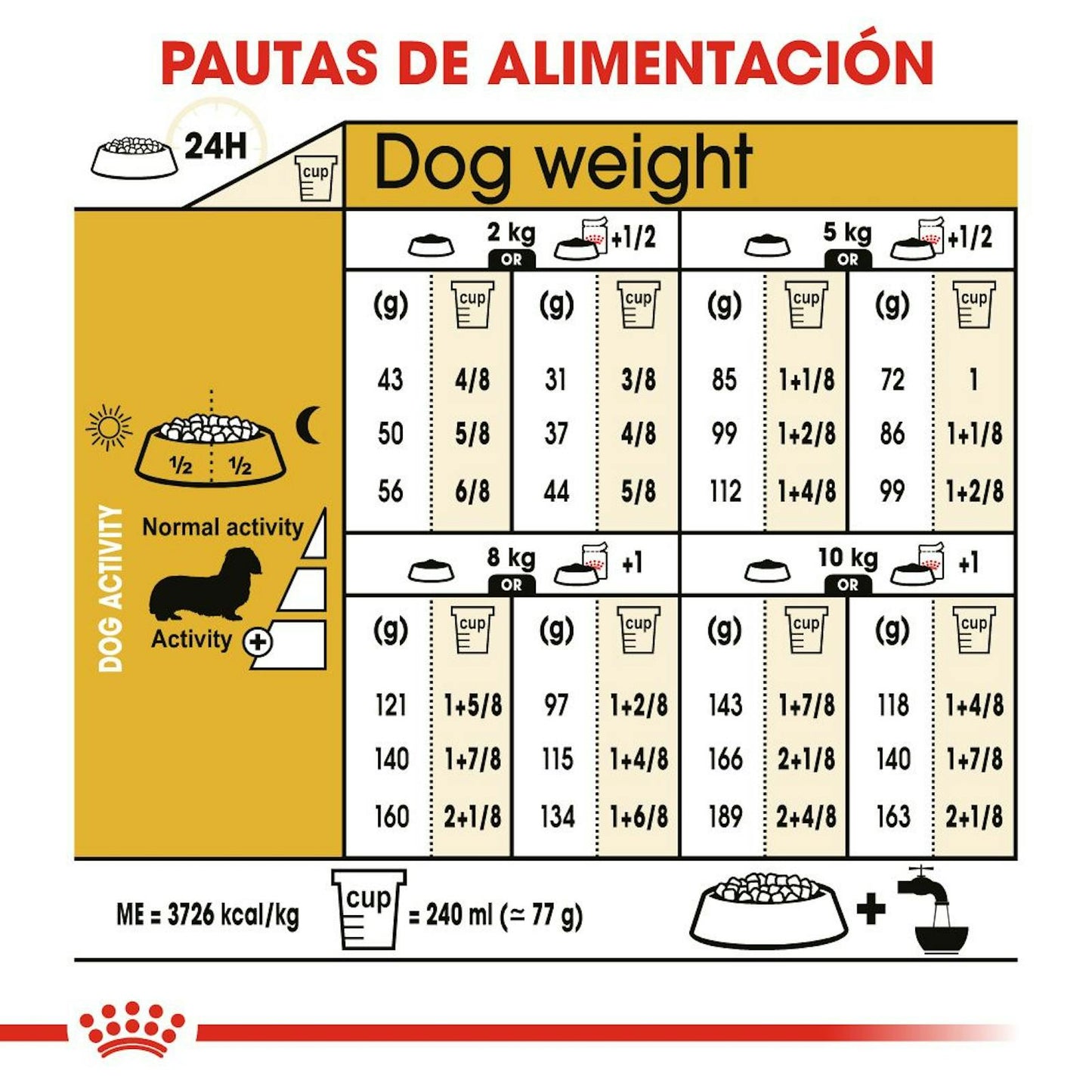 Dachshund adult