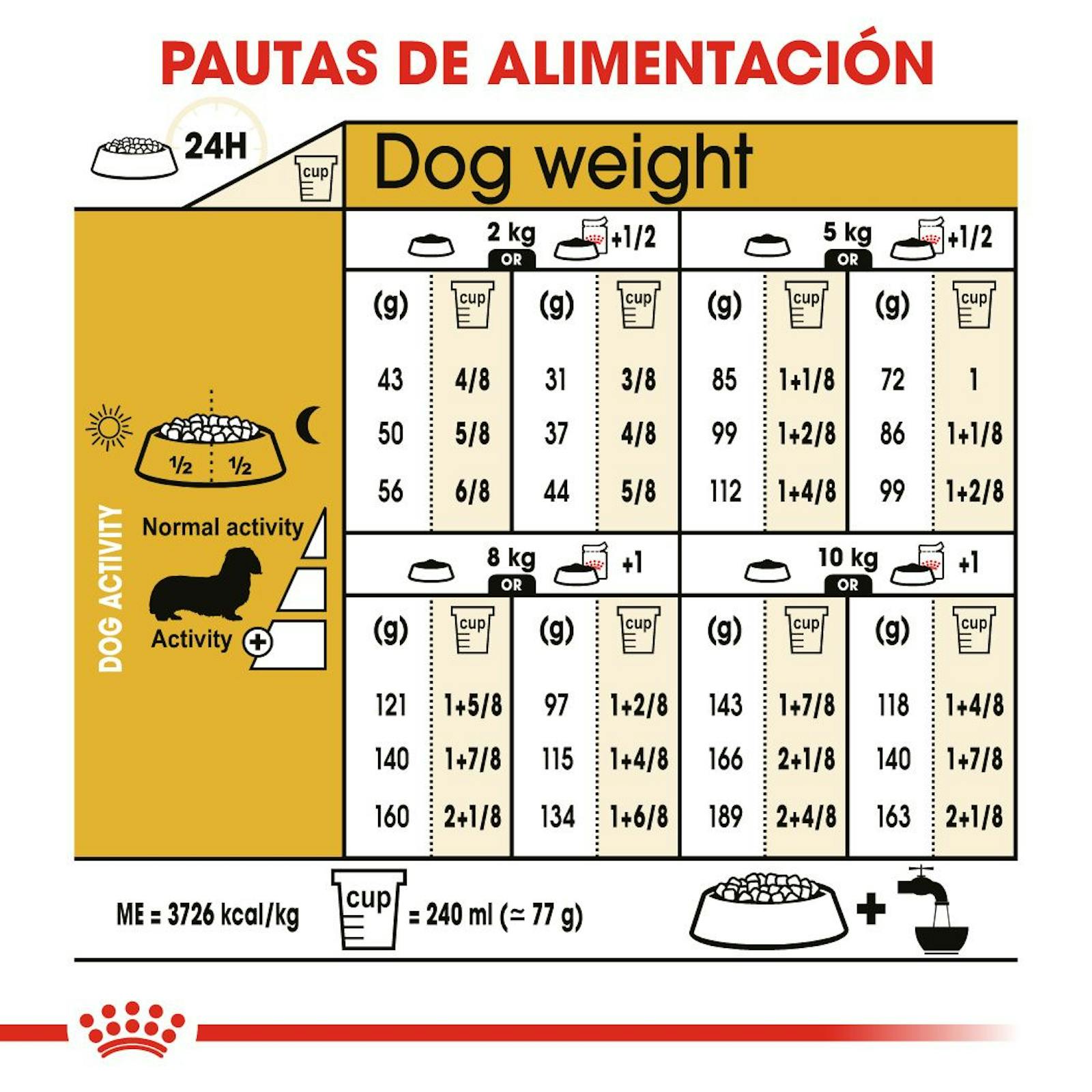 Dachshund adult