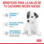 RC-CHN-BabydogMilk-400-CV-4-es_ES.pdf